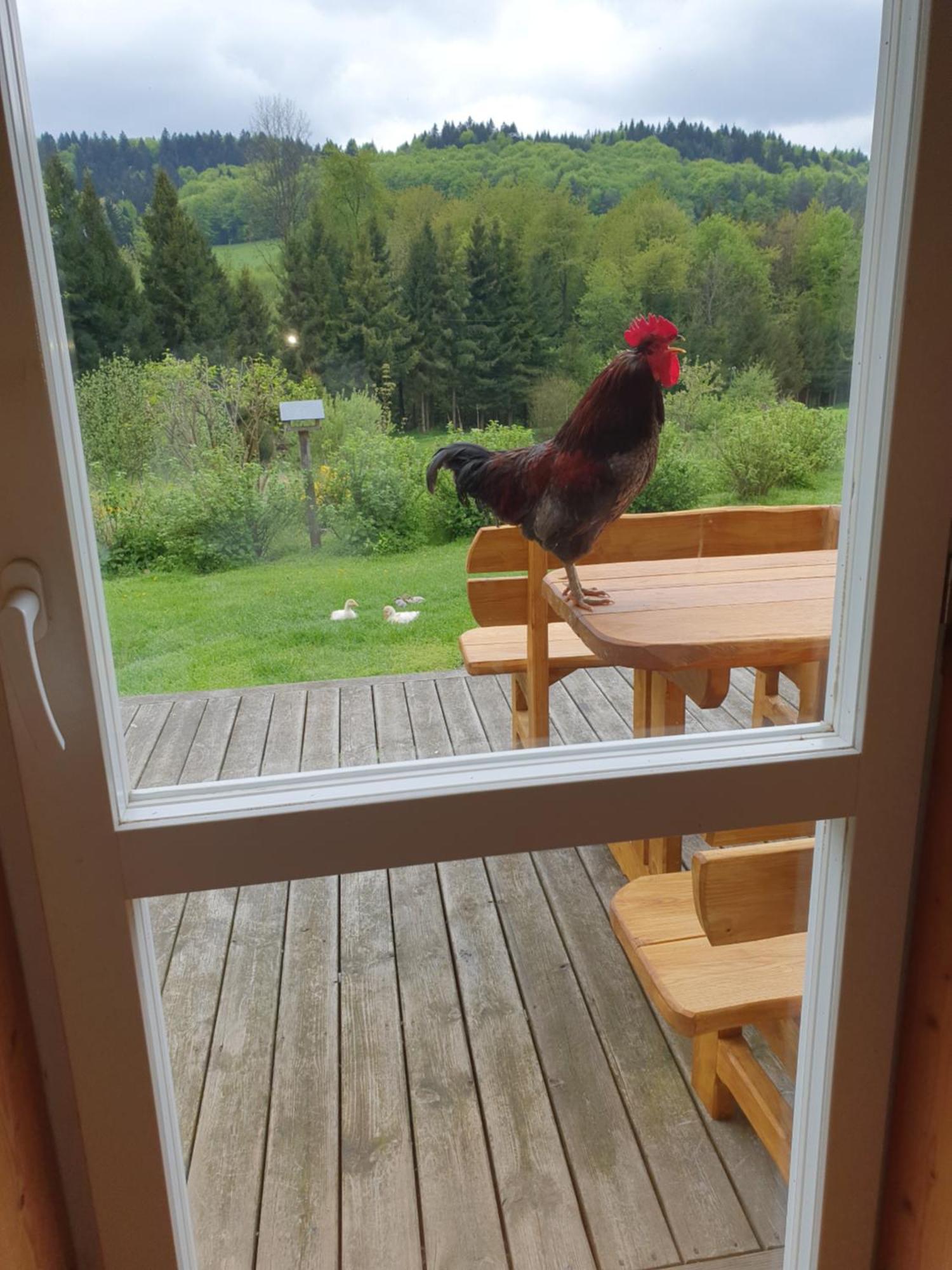 Raj Helmuta Villa Rabe  Szoba fotó